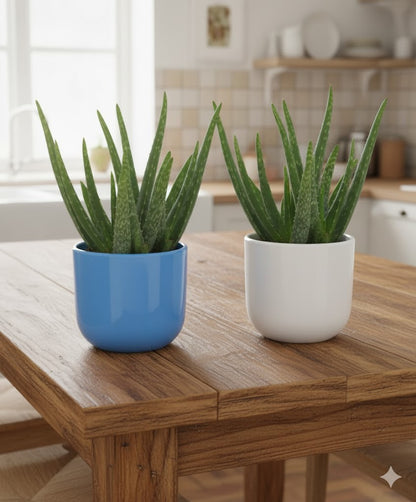 Echte Aloe Vera medizinisch im 12er Keramik-Topf