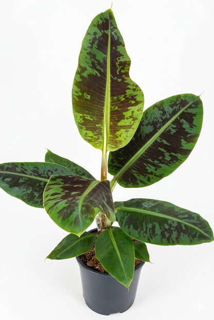 Musa Tropicana 80cm Echte Banane Panaschiert & Exotisch Dekorative Pflanze