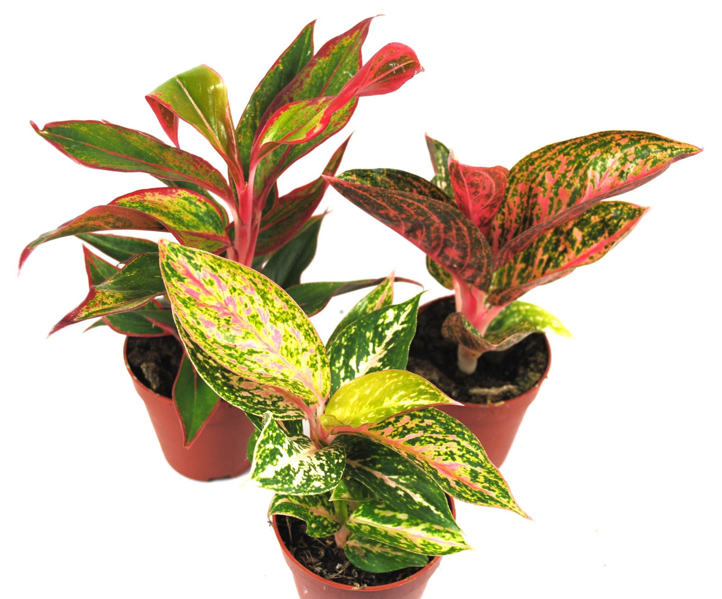 Aglaonema Buntblättriger Kolbenfaden tolle Sorten 9cm ca. 25-30cm hoch
