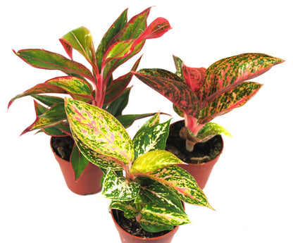 Aglaonema Buntblättriger Kolbenfaden tolle Sorten 9cm ca. 25-30cm hoch