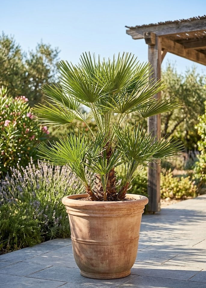 Exotische Zwergpalme Chamaerops humilis | 90cm hoch | mehrstämmig - winterhart
