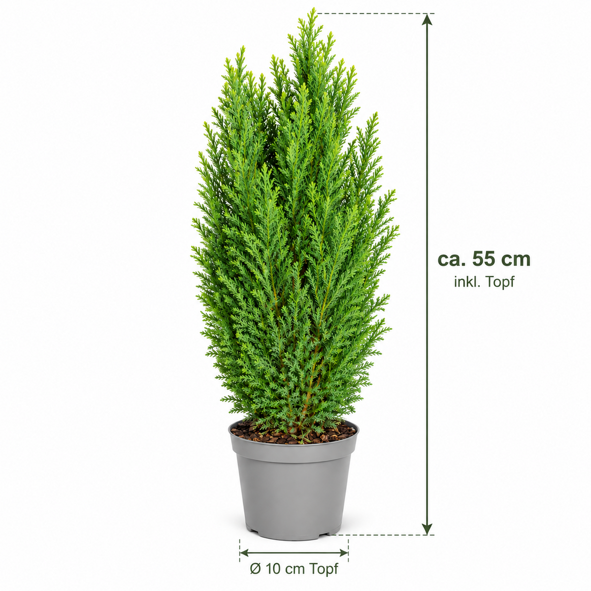 Scheinzypresse Chamaecyparis lawsoniana 4 Sorten winterhart immergrün Konifere