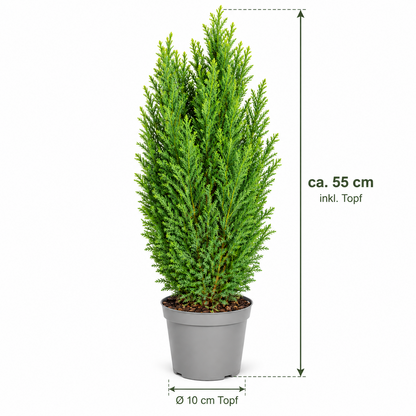 Scheinzypresse Chamaecyparis lawsoniana 4 Sorten winterhart immergrün Konifere