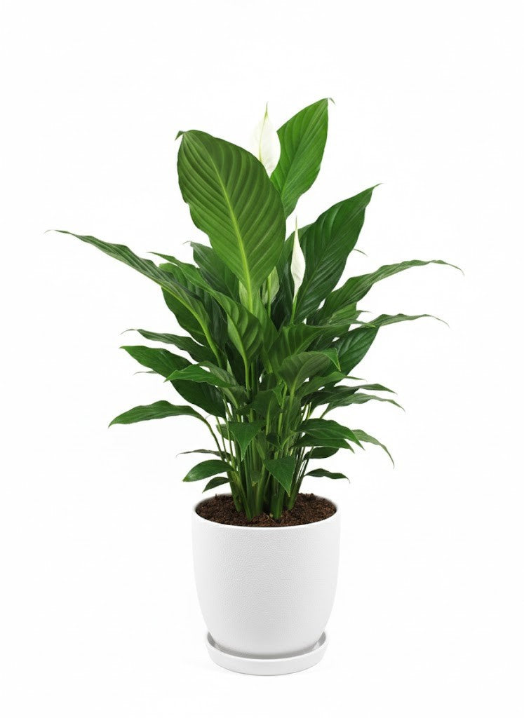 Spathiphyllum Einblatt 60cm hoch Natürlicher Luftreiniger Pflegeleicht Büro