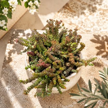Crassula Hottentot – Exotische Sukkulente ca. 25 cm Pflegeleichte Zimmerpflanze