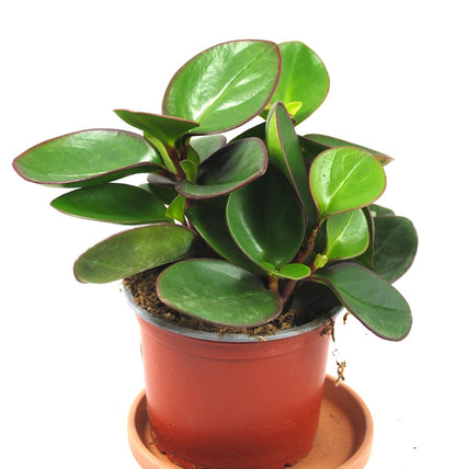 Stylische Peperomia clusiifolia | 17cm hoch | Rarität mit dunkelrotem Blattrand