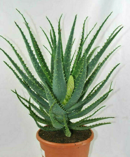 Aloe arborescens,große kräftige Heilaloe,20er Topf,ca.45cm hoch