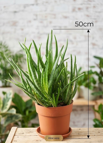 Aloe Vera Pflanze 50cm hoch stark verzweigt Echte Aloe Heilpflanze Sukkulente