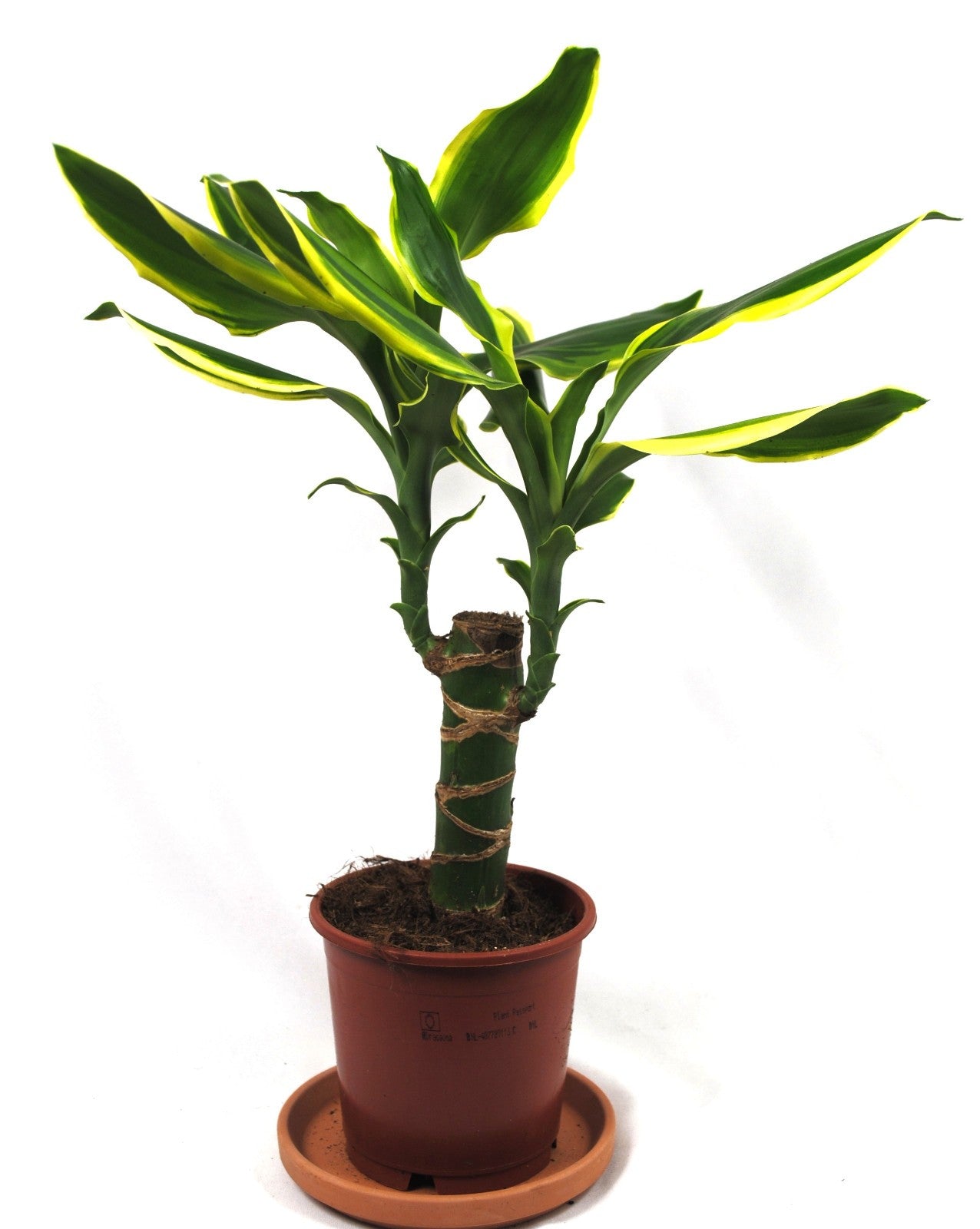 Dracaena braunii Lucky Bamboo Glücksbambus Zimmerpflanze Hydrokultur 40cm hoch