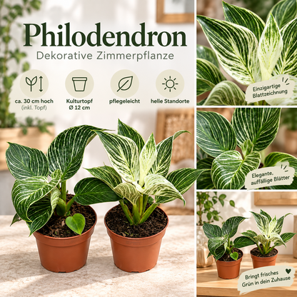 Philodendron Birkin ca. 30 cm Zimmerpflanze weiß-grün gestreift pflegeleicht