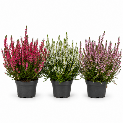 Heide Garden Girls Knospenheide Calluna vulgaris Winterhart Mix Rot Twin 3-9er