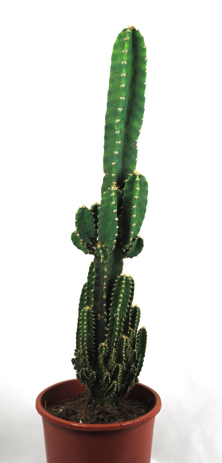 Acanthocereus tetragonus ,Imposanter Säulenkaktus, ca. 70cm, pflegeleicht