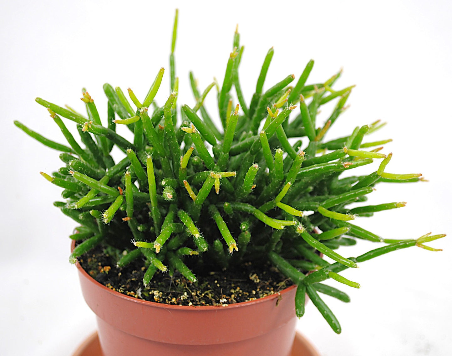 Exotische Rhipsalis – Stachelloser Kaktus –15cm Ø – Top Zustand - pflegeleicht