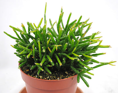 Exotische Rhipsalis – Stachelloser Kaktus –15cm Ø – Top Zustand - pflegeleicht