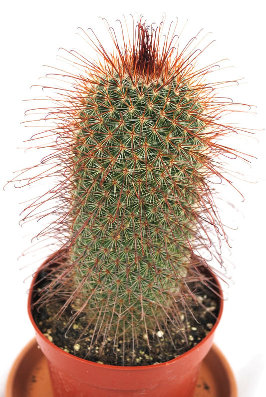 Mammilaria spinosissima,Red Head Kaktus,Kakteen,Sukkulenten,11er Topf,K 18
