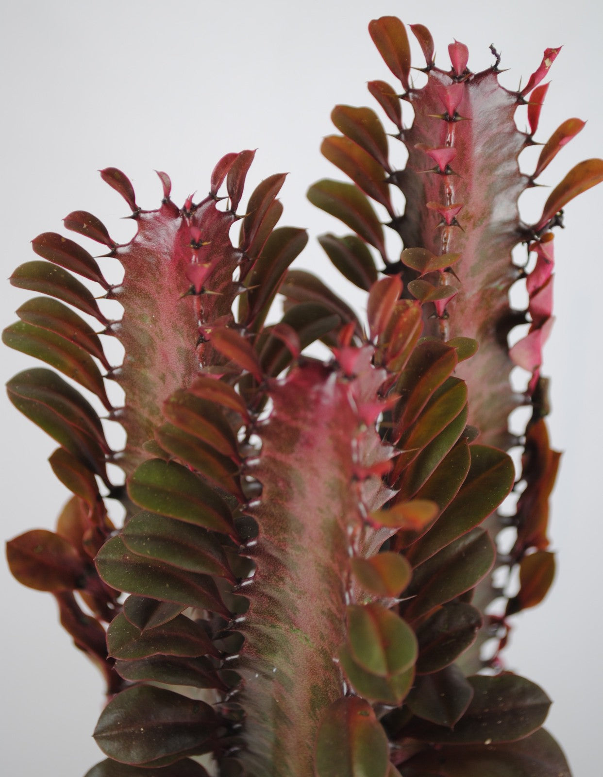 Euphorbia Trigona rubra 50cm hoch- Afrikanischer Milchbaum,Sukkulente,17cm Topf