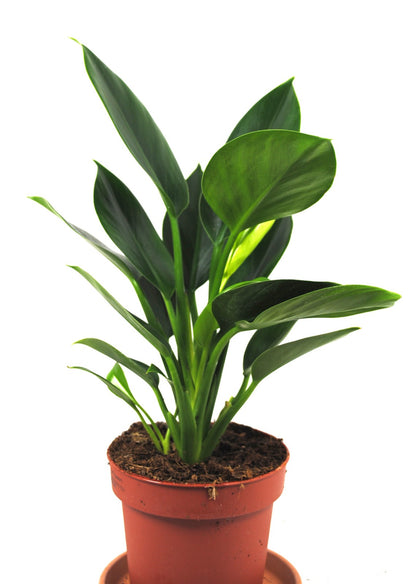 Philodendron martianum "Pacova" – Exotische Pflanze - luftreinigend - 35cm hoch
