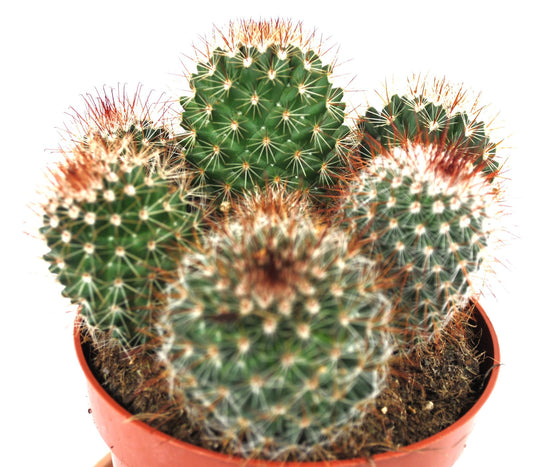 Mammilaria spinosissma rot,große Pflanzengruppe,11er Topf,Kakteen,Sukkulente,K 2