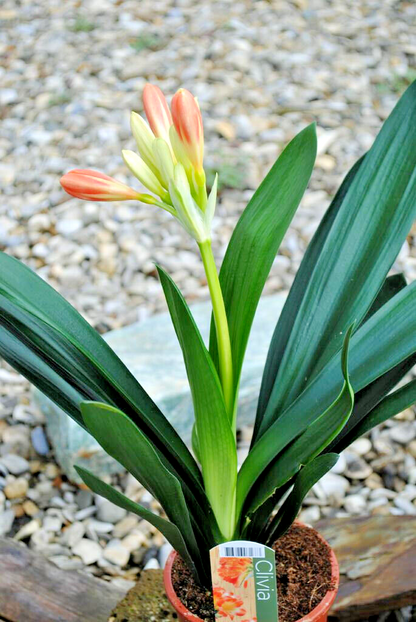 Clivia Miniata - Riemenblatt– ca. 40cm – Blühend/mit Knospe – Zimmerpflanze