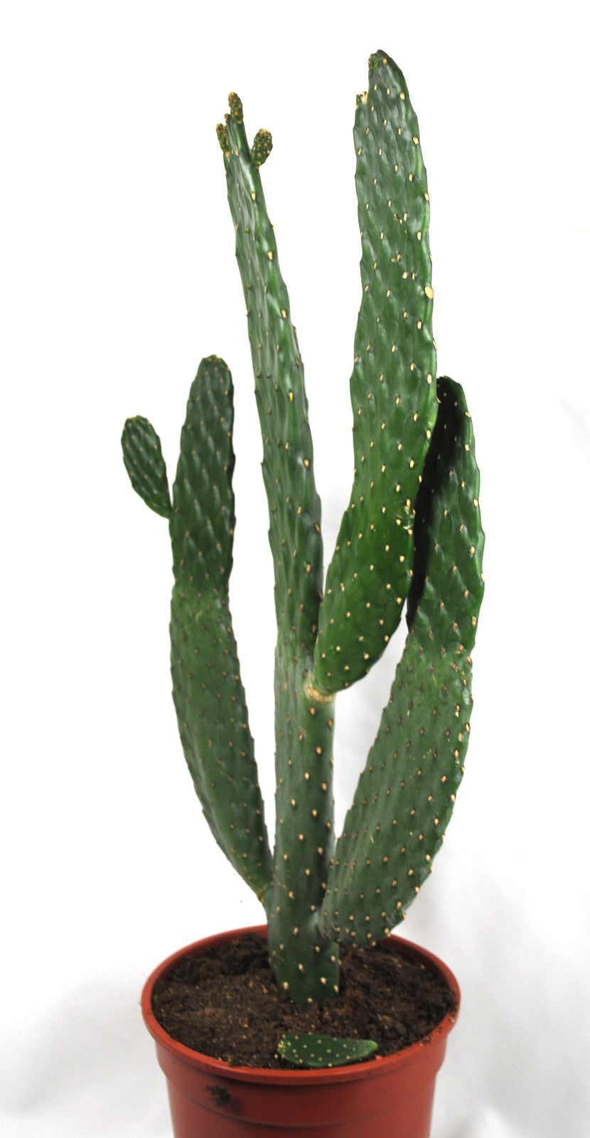 Baumkaktus Opuntia consulea | XL Kaktus 60cm für Loft & Büro | Rarität & Deko