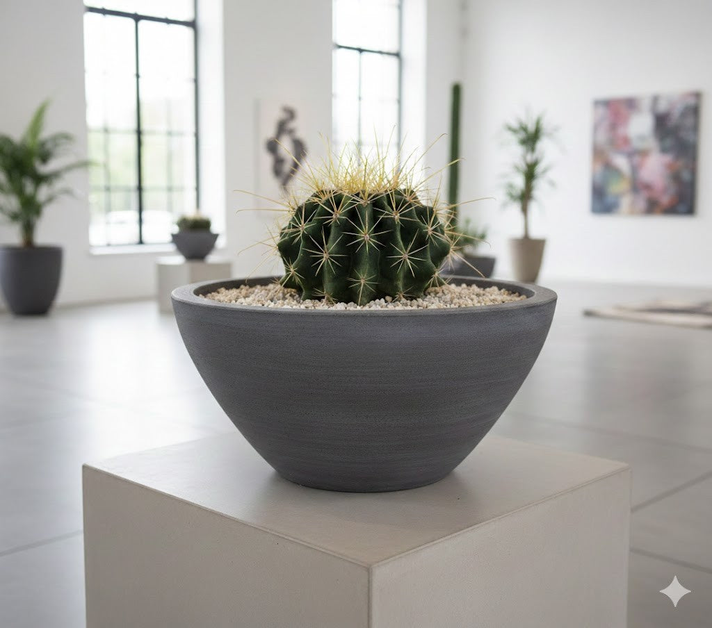 Ferocactus histrix Kugelkaktus große Pflanze 20er Topf Kakteen Sukkulente K 27