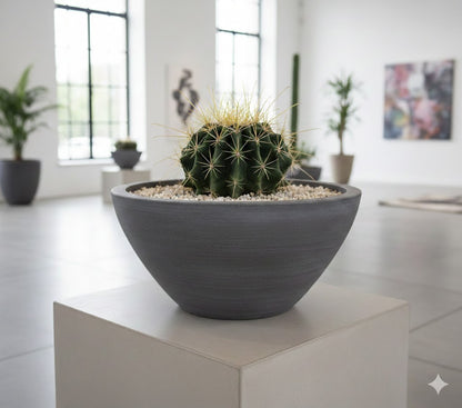 Ferocactus histrix Kugelkaktus große Pflanze 20er Topf Kakteen Sukkulente K 27