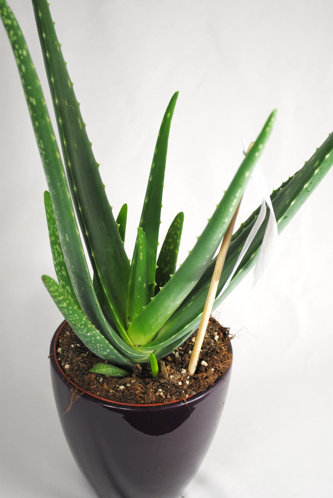 Echte Aloe Vera,medizinisch,ca.45cm, große Pflanzen im 14er Keramiktopf,2 Farben