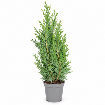 Scheinzypresse Chamaecyparis lawsoniana 4 Sorten winterhart immergrün Konifere