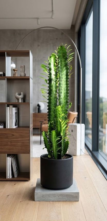 Euphorbia Trigona ca.70cm hoch- Afrikanischer Milchbaum,Sukkulente, 17cm Topf