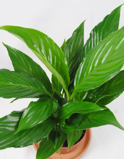 Spathiphyllum Einblatt 30cm hoch Natürlicher Luftreiniger Pflegeleicht Büro