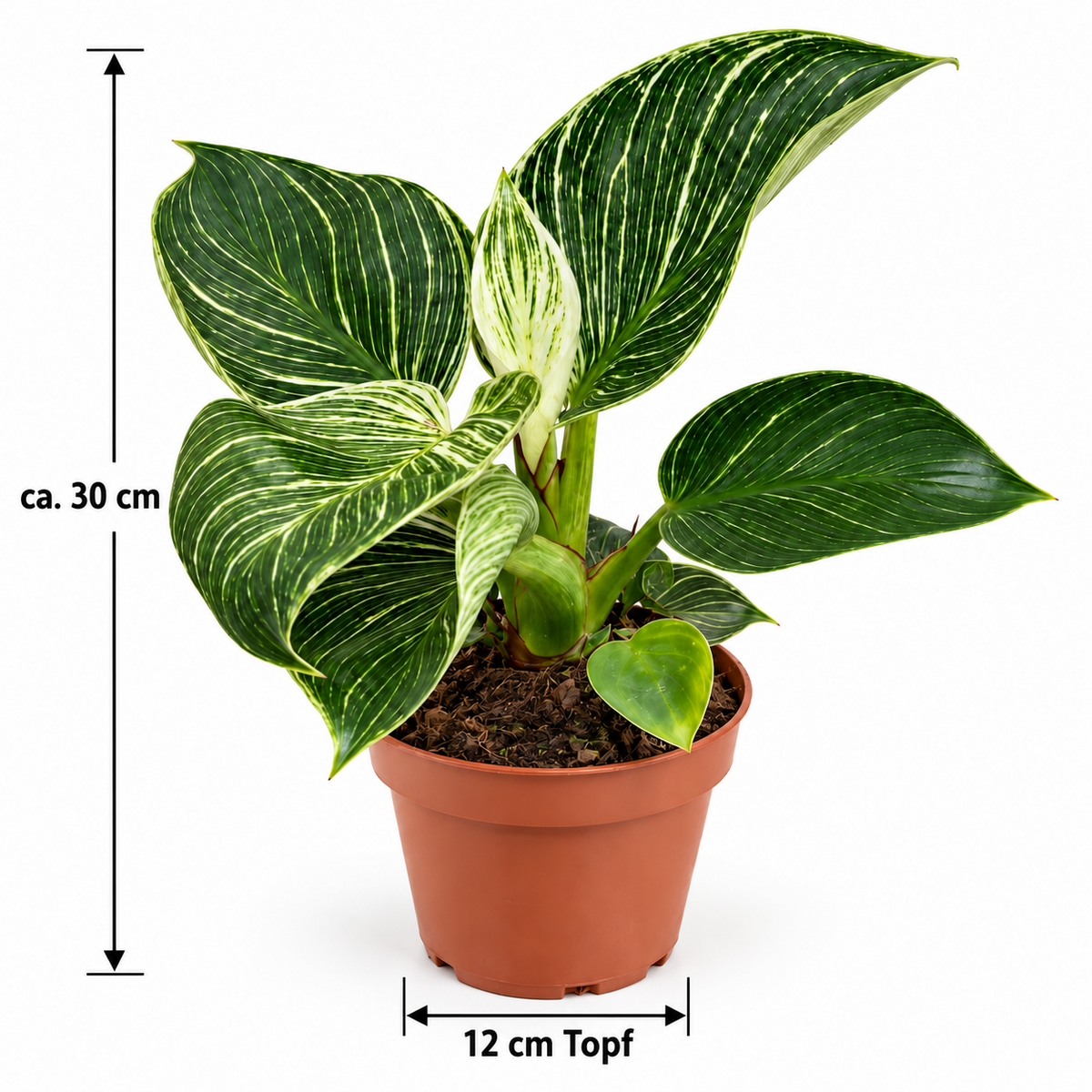 Philodendron Birkin ca. 30 cm Zimmerpflanze weiß-grün gestreift pflegeleicht