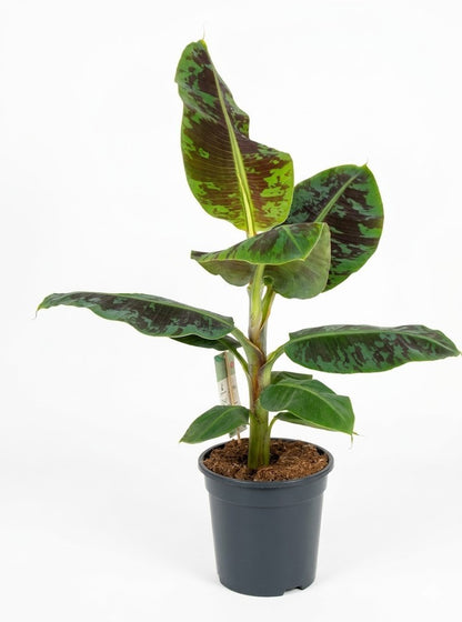 Musa Tropicana 80cm Echte Banane Panaschiert & Exotisch Dekorative Pflanze