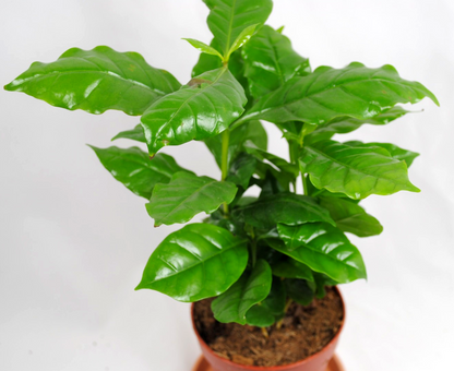 Kaffee Pflanze Coffea Arabica ca. 40cm hoch Glanzblatt Zimmerpflanze Kaffeebaum