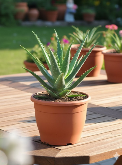 Aloe arborescens,große kräftige Heilaloe,12er Topf,bis 30cm hoch