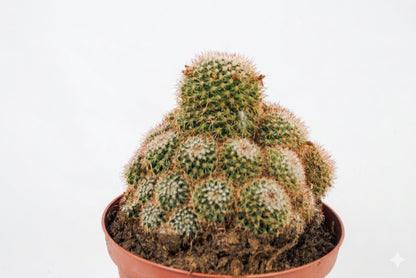Große Mammillaria Kakteengruppe im 14er Topf viele Kindel Kaktus  Rarität K 40