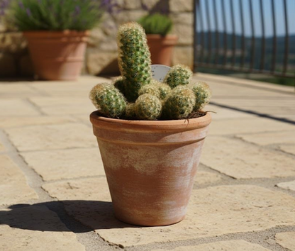 Mammilaria elongata große Pflanze im 14er Topf Kakteen Sukkulente