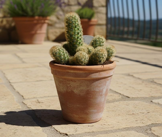 Mammilaria elongata,große Pflanze,im 14er Topf,Kakteen,Sukkulente