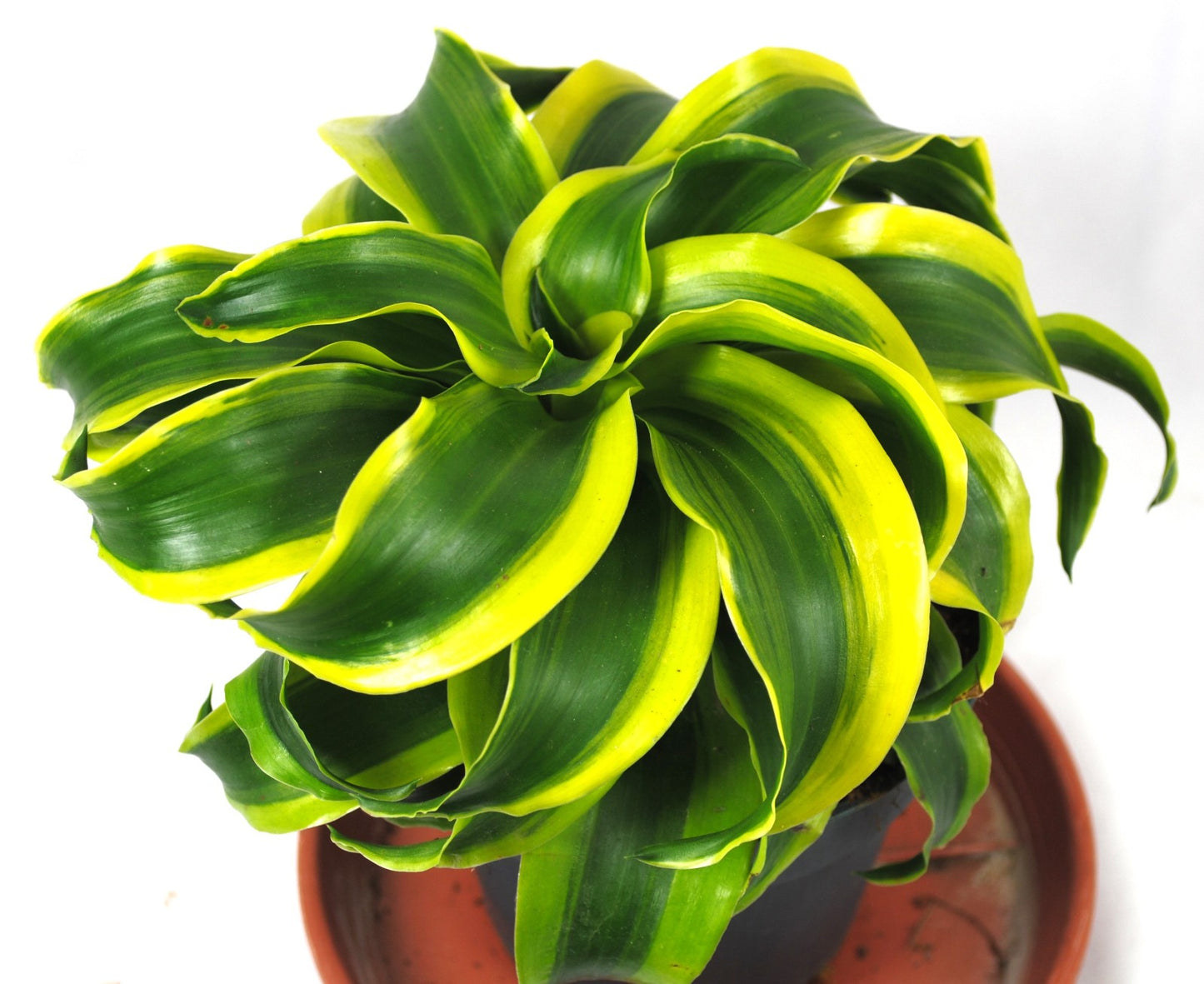 Dracaena dragon,pflegeleicht,dekorative Blätter, Zimmerpflanze,ca.20cm hoch