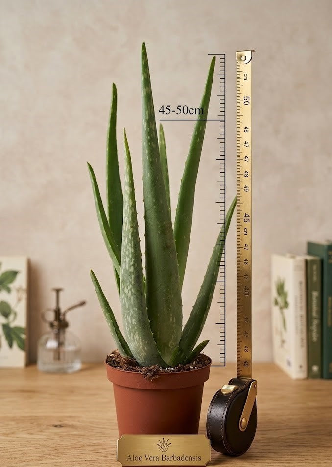 XL Aloe Vera Barbadensis | 45-50cm | Heilpflanze & Bio-Kosmetik | gelhaltig