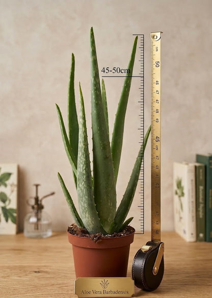 XL Aloe Vera Barbadensis | 45-50cm | Heilpflanze & Bio-Kosmetik | gelhaltig