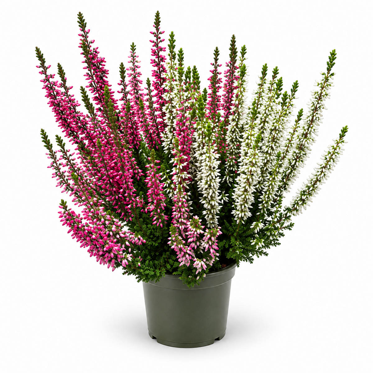 Heide Garden Girls Knospenheide Calluna vulgaris Winterhart Mix Rot Twin 3-9er