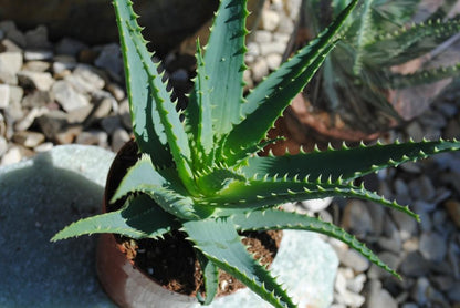 Aloe arborescens,große kräftige Heilaloe,12er Topf,bis 30cm hoch