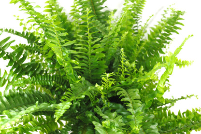 Schwertfarn Nephrolepis exaltata ca. 45cm groß Zimmerfarn luftreinigend