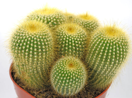 Parodia lenninghausii,große Pflanzengruppe,11er Topf,Kakteen,Sukkulente,K 4