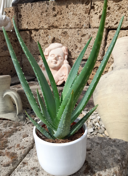 Echte Aloe Vera, medizinisch,im 12er Keramik-Topf