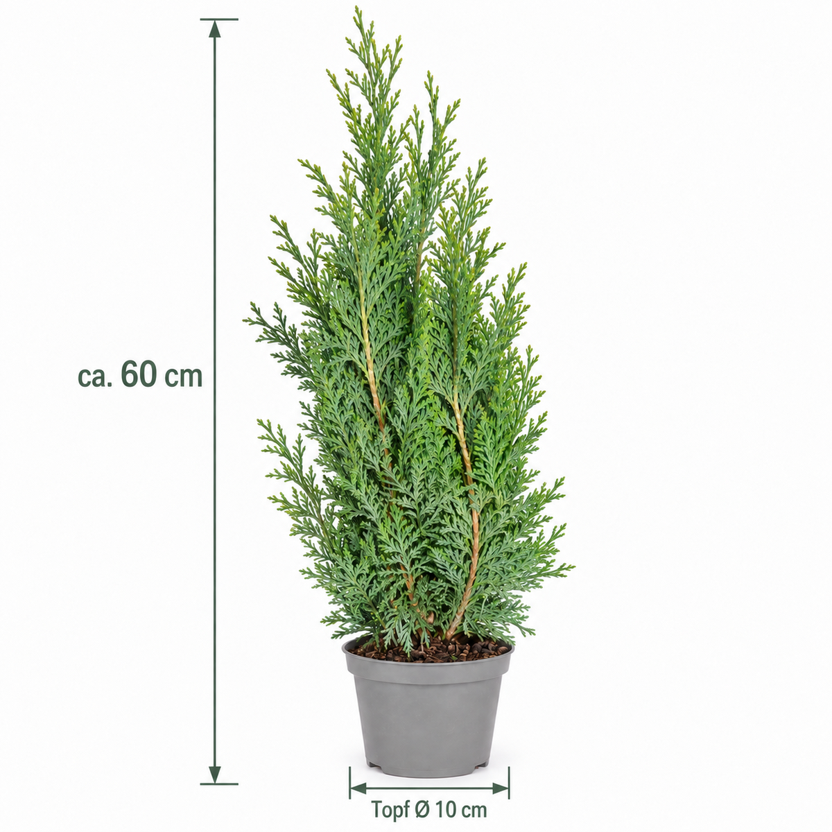Scheinzypresse Chamaecyparis lawsoniana 4 Sorten winterhart immergrün Konifere