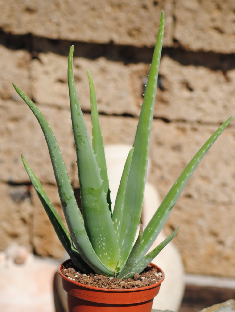 Echte Aloe Vera,medizinisch,ca.45cm, große Pflanzen im 14er Keramiktopf,2 Farben