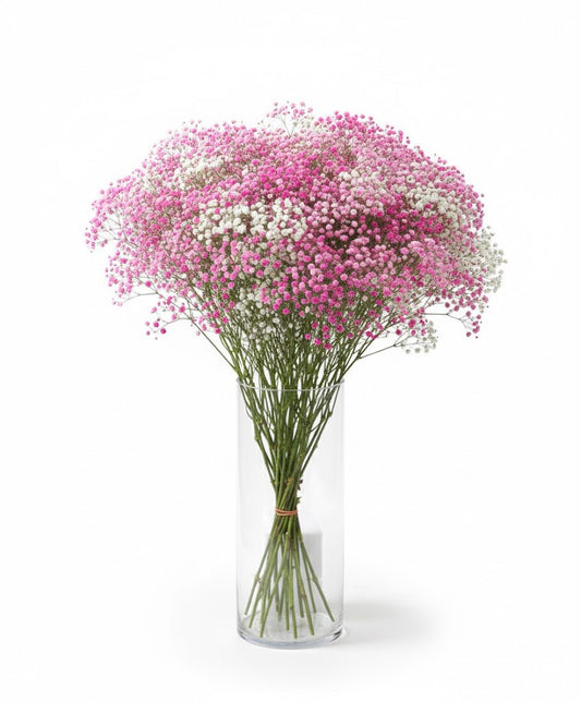 Schleierkraut Strauß XXL 70cm | Frische Blumen | Enormes Volumen | 3 Farben