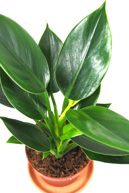 Philodendron martianum "Pacova" – Exotische Pflanze - luftreinigend - 35cm hoch