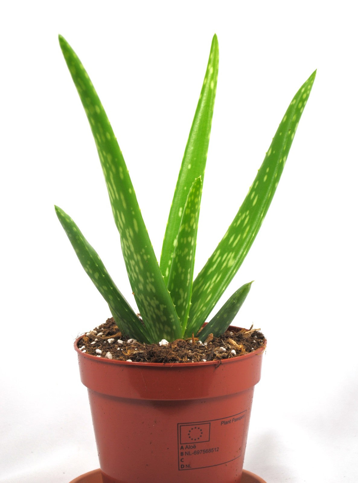 Echte Aloe Vera medizinisch Kosmetik 25cm sehr üppige Pflanzen im 12er Topf
